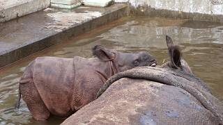 Indian rhinoceros baby with mum 20241024／Tama Zoological Park／4K [upl. by Narik591]