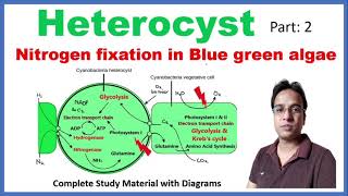 Heterocyst  Nitrogen fixation  Blue green algae  Cyanobacteria [upl. by Savior]