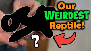 Top 5 WEIRDEST Reptiles at Snake Discovery [upl. by Lebbie531]