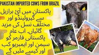 Brazil girolando semen and embryo II Brahman and angus breed semen for farmers II Facts Brazil cows [upl. by Adnomal]