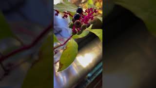 Trying to Propagate an American Pokeweed [upl. by Neeham549]