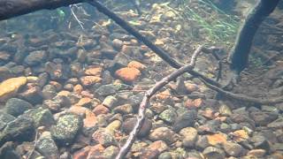 Stickleback swimming in a stream Vancouver Island [upl. by Allen]