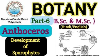 Anthoceros Sporophyte Development Development of Sporophytes in AnthocerosAnthoceros BSc 1st year [upl. by Linsk]