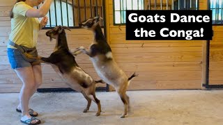 Goat Conga Nigerian Dwarf Goats doing Conga Dance [upl. by Misa]