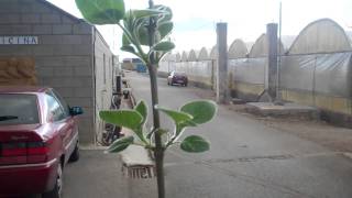 Paulownia tree experiment in Spain with Groasis Waterboxx [upl. by Lucy]