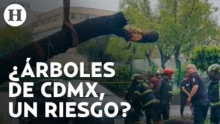 Temporada de lluvias  Arboristas advierten que 30 de los árboles en la CDMX tienen plagas [upl. by Adriano]