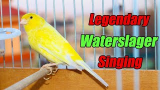 Legendary Waterslager Canary Singing For Training  وتر سلاجر [upl. by Benedick617]