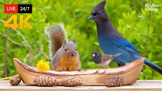 🔴 247 LIVE Cat TV for Cats to Watch 😺 Beautiful Birds and Squirrels 4K [upl. by Hilar]