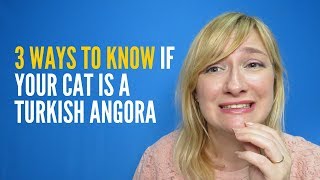 3 ways to know if your cat is a Turkish Angora [upl. by Ahsaret]