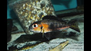 Callochromis macrops Kasanga quotred eyequot [upl. by Henning]