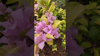 Bougainvillea plants nature floweringplant gardenview bougainvillea views 🦋🦋🦋 music 🕊️🕊️🕊️🕊️ [upl. by Pacifa]