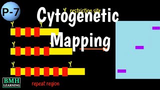 Cytogenetic Mapping  Chromosome Mapping  Cytologic Mapping  Cytogenetics [upl. by Henning]