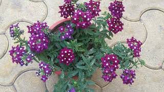 Complete Guide For Verbena Plant  Verbena Plant Care  Summer Care Of Verbena [upl. by Ehcrop]