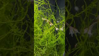 Mein „Hauptaquarium“  JUWEL Rio 125 liter aquarium [upl. by Naivat]