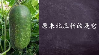 俗稱小冬瓜：如何種植毛瓜（節瓜）？毛瓜的管理和施肥 （Wax Gourd [upl. by Sregor]