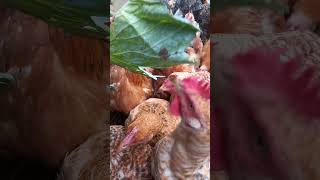 Chickens having their delicious green cabbages bypoultryparadisetv poultryfarming [upl. by Nomde653]