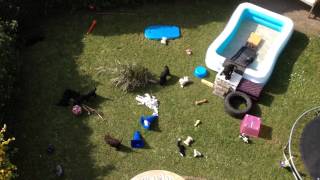 The barbet puppy paradise from above [upl. by Lenard]