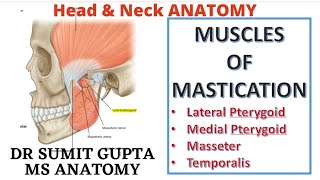 MUSCLES OF MASTICATION  Medial Pterygoid  Masseter  Temporalis [upl. by Ueihtam881]