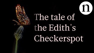 The tale of the Ediths checkerspot Butterflies caught in an evolutionary trap [upl. by Hotchkiss]