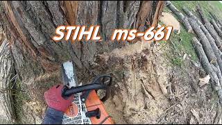 ABATTAGE darbre Peuplier Tree Felling 🌳 ARBORIST  Élagueur Québec qc foryou chainsaw CLIMBING [upl. by Clyte]