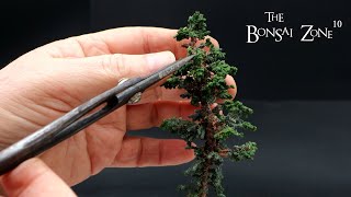 My Mini Bonsai Part 2 The Bonsai Zone Nov 2023 [upl. by Eneleoj]