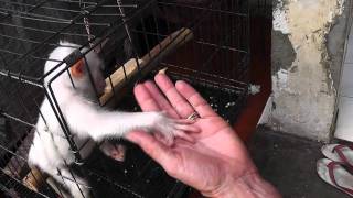 Monkey Holds Womans Hand Pramuka Animal Market Indonesia [upl. by Nnednarb5]