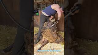 Sam the Shetland Sheep’s LifeSaving Shearing – Reviewed by Farmo [upl. by Ennairak]