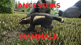 Ancestors of Mammals [upl. by Maclay]