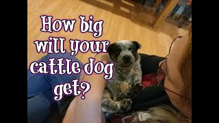 How big will your heeler puppy get [upl. by Honey]