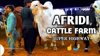 AFRIDI Cattle Farm  Super Highway Karachi  Cow Mandi 2024 [upl. by Amara301]