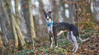 How to Train Your Whippet to Run With You [upl. by Cherri]