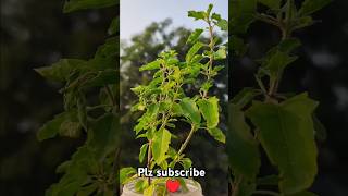 Tulsi ghar m lgane ke fayde vastu vastutipsforhome plants vastutips prasna panna trending [upl. by Eanrahc337]