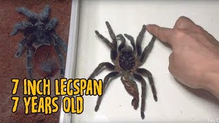 Fresh Molt Adult Female Brachypelma Vagans 17cm [upl. by Cini]