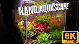 Nano Dutch Style Aquascape With Diy Co2 40 Days Update [upl. by Cosimo]