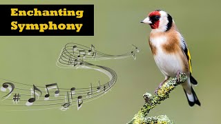 Legendary Goldfinch Singing [upl. by Kynthia852]