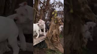 Dogo argentino puppies Lithuania dogoargentinopuppies [upl. by Genisia]