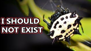 Spiny Orb Weaver facts the Spikey Spiders  Animal Fact Files [upl. by Gunn]