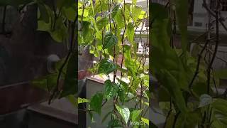 Thamalapaku chettu 🙏🌱🍀☘️🌷🌺🌹Betel leafytshorts pooja garden [upl. by Ciapas]