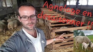 🐏 Misebas des brebis agnelage Août 2019 n°23 [upl. by Tom628]