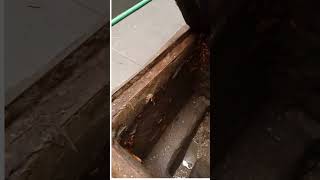 Unveiling the Hidden World Cockroach Infestation in Manholes [upl. by Calderon428]