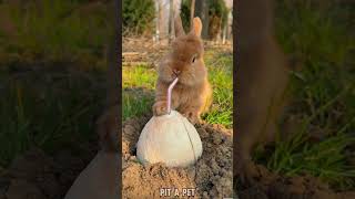 Cute Rabbit Drink Coconut 🌴 pitapet youtubeshorts cute shorts [upl. by Manaker]