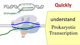 Transcription in prokaryotes [upl. by Corbie341]