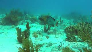 Rainbow parrotfish Scarus guacamaia  Andrea 1 Bonaire Netherlands 20112021 [upl. by Nohtanoj]