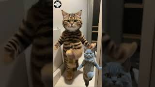 Dancing Cats GOT Talent  wildnpetchannel catvideos dancingcat [upl. by Namrac115]