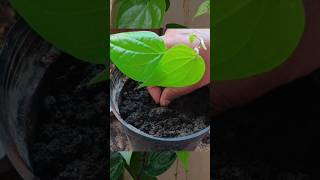 betel leaf plant propagation shorts youtubeshorts garden [upl. by Somisareg980]