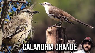 Calandria grande 4K Mimus saturninus Chalkbrowed mockingbird Sinsonte Calandria Sabiá do campo [upl. by Henigman]