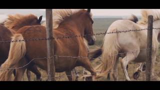 EL CABALLO ISLANDÉS [upl. by Hogan]