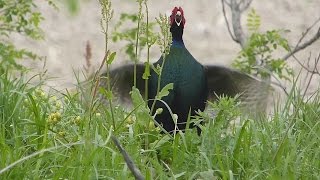 野鳥。 キジの鳴き声。 quotPhasianus versicolorquot 2013420 [upl. by Aynatahs557]