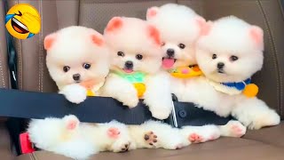 Cute Pomeranian Puppies Doing Funny Things 3  Cute and Funny Dogs  Box Studios [upl. by Nwahsed357]