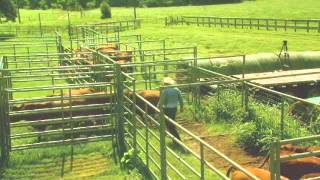 Cattle Handling Tips  Processing [upl. by Melvin]